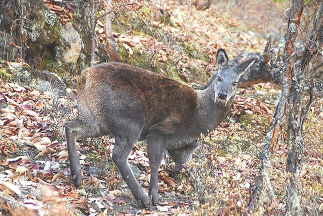 Himalayan musk deer