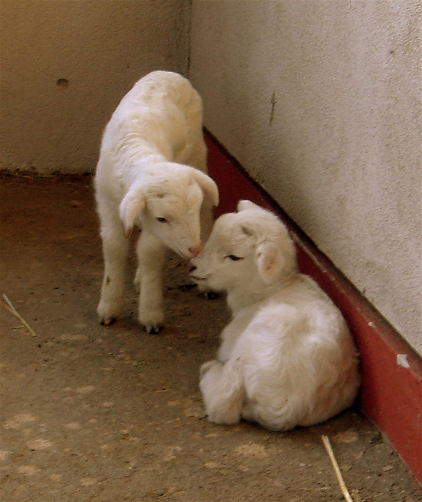 Picture of two lambs